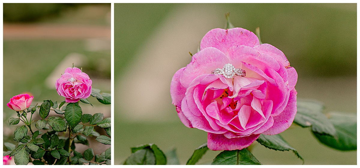 peyton-emma-engagement-ring-in-rose-collage.jpg Two‑photo collage of Emma’s engagement ring nestled in a pink rose, showcasing the sparkling diamond and soft petals at Birmingham Botanical Gardens.